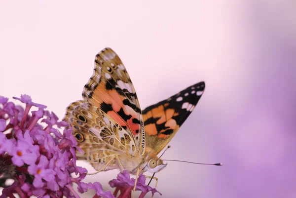 Dipinta signora farfalla — Foto Stock