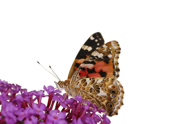 Schmetterlingsdame gemalt — Stockfoto