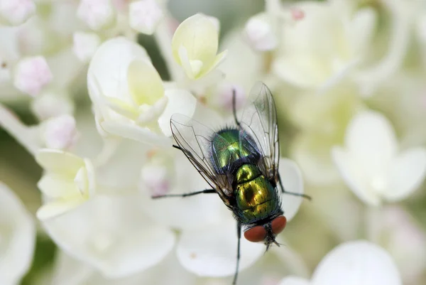 Makro einer Fliege in weißen Blüten. — Stockfoto