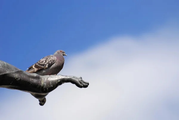 Pigeon on the arm — Stock Photo, Image