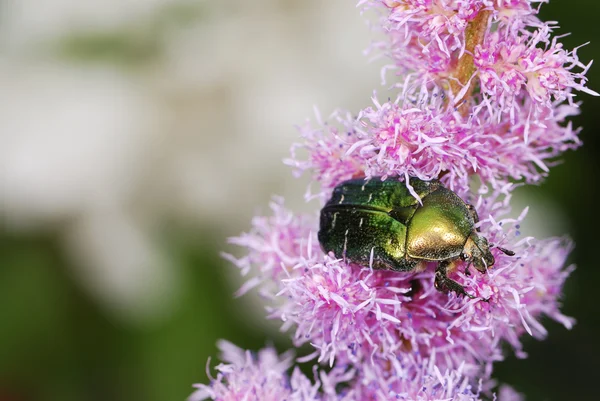 Stock image Rose chafer