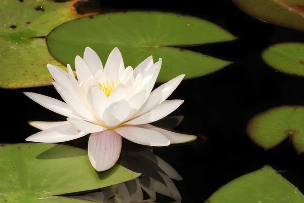 stock image White waterliliy