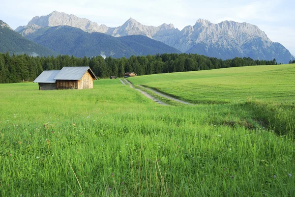 Pasture in de Alpen — Stockfoto