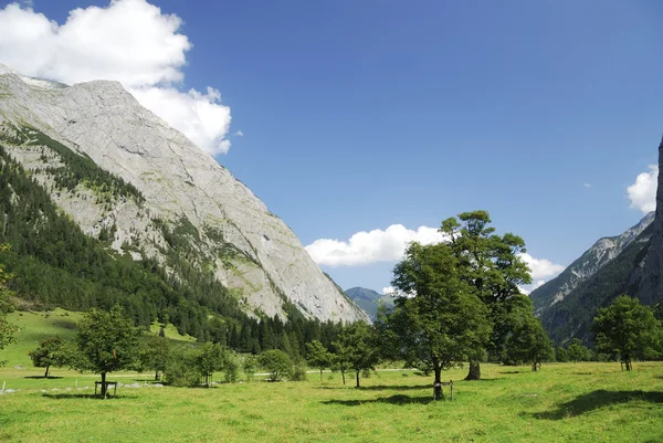 Alpine maple bomen — Stockfoto