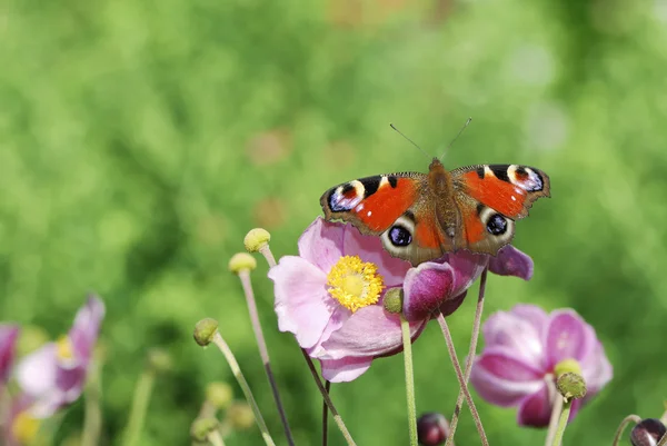Motýl v zahradě — Stock fotografie