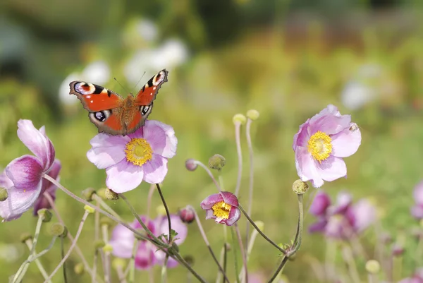 stock image Butterfly in the garden