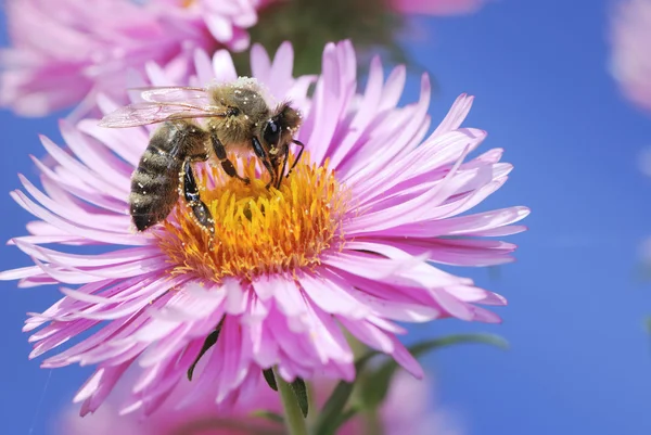 꿀벌과 꽃 꽃 — 스톡 사진