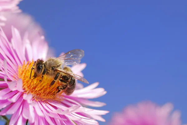 Медоносная пчела — стоковое фото