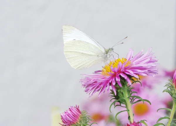 White butterfy and pink asters — Stock Photo, Image