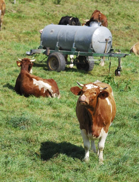 Счастливые коровы — стоковое фото