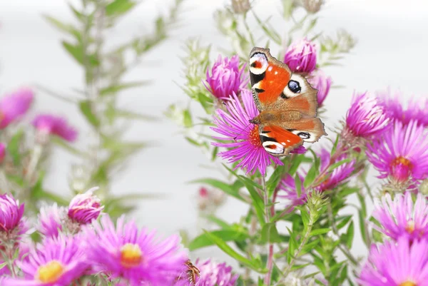 Flowers and Butterfly — Stock Photo, Image