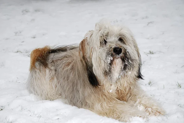 Pies Terier tybetański — Zdjęcie stockowe