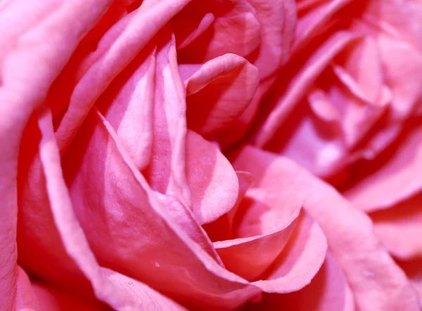 Różowy kwiat róży — Zdjęcie stockowe