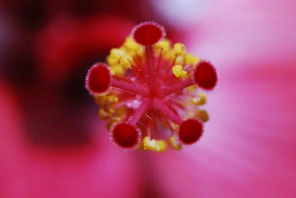 Hibiscus — Stock Photo, Image
