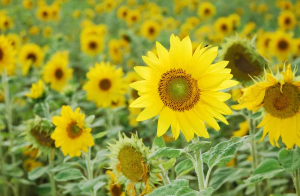 stock image Sunflowers