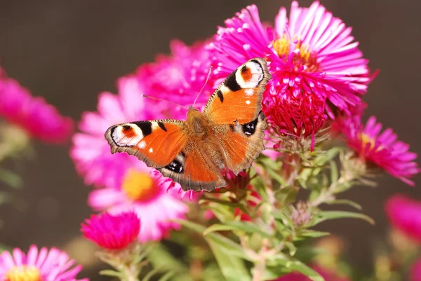 Farfalla di pavone — Foto Stock