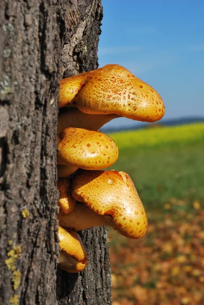 Tree mushrooms — Stock Photo, Image