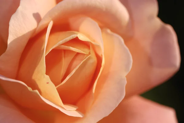 stock image Pink rose flower