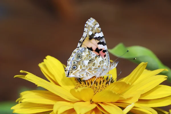 Malt kvinnelig sommerfugl – stockfoto