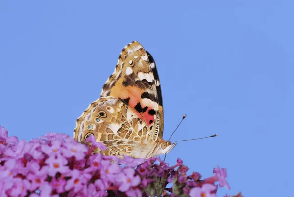Namalovaný motýl — Stock fotografie