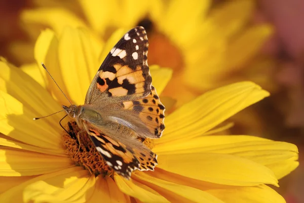 Namalovaný motýl — Stock fotografie