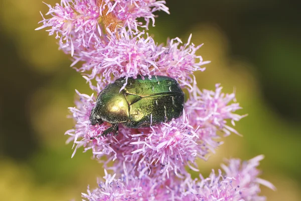 stock image Rose chafer