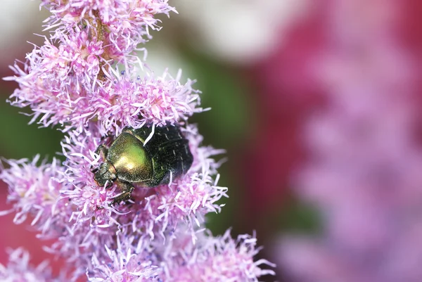 stock image Rose chafer