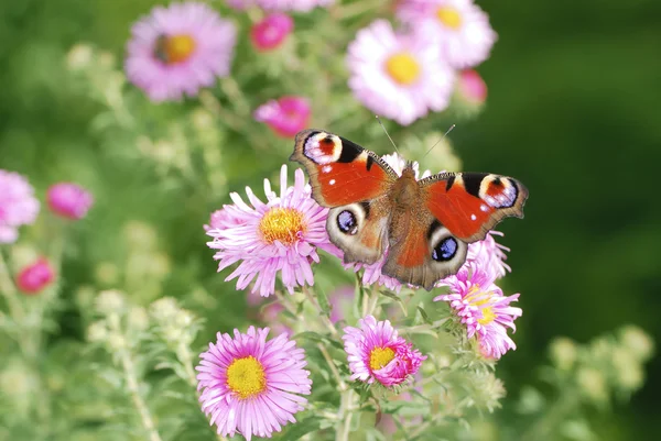 Asters with buttefly — Stock Photo, Image
