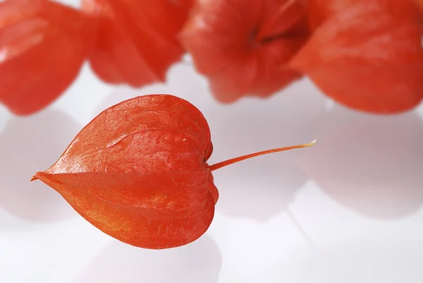 Stock image Chinese lantern lily