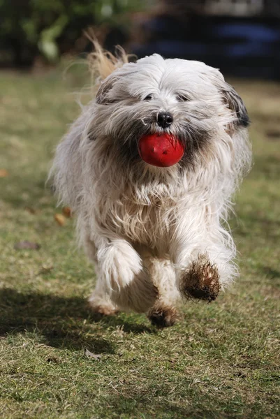 Running Tibetan terrier dog — Stock Photo, Image