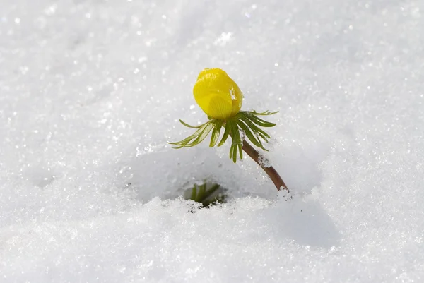 Blomma i snön — Stockfoto
