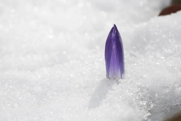 Krokus bud w śniegu — Zdjęcie stockowe