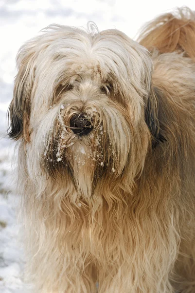 Tibet Terrier Porträt — Stockfoto