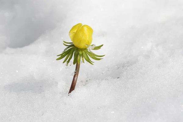 Sista snö under våren — Stockfoto