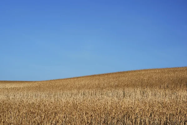 Field and clear sky — Stock Photo, Image