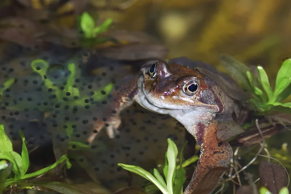 Пятнистая лягушка — стоковое фото