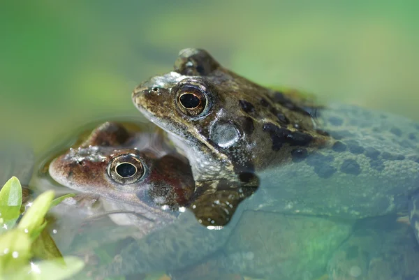 stock image Frog sex