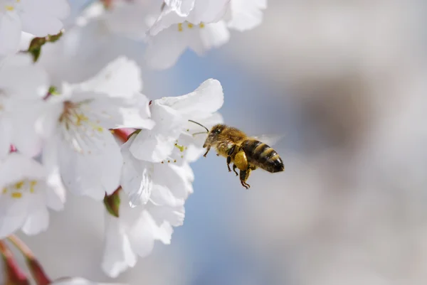 Latające pszczoły miodnej — Zdjęcie stockowe