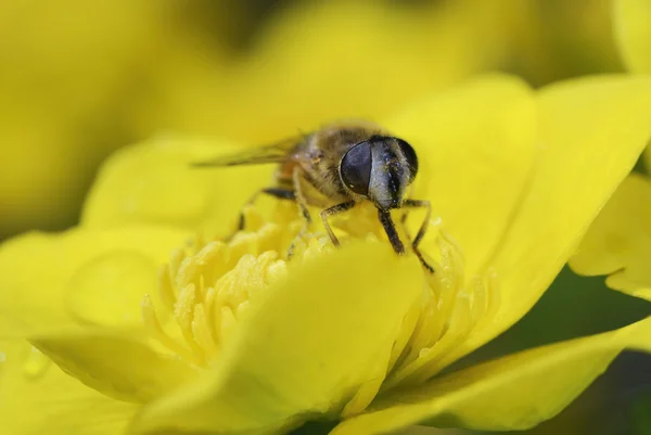 stock image Marsh marigold with a bee