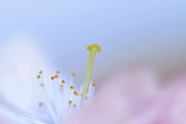 Kiraz çiçeği. — Stok fotoğraf
