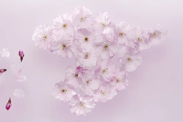 Corazón de flor de cerezo — Foto de Stock