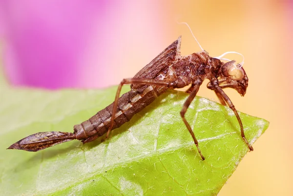 Stock image Dragonfly skin