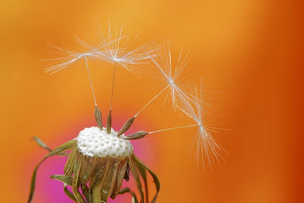 Dandelion seeds — Stock Photo, Image
