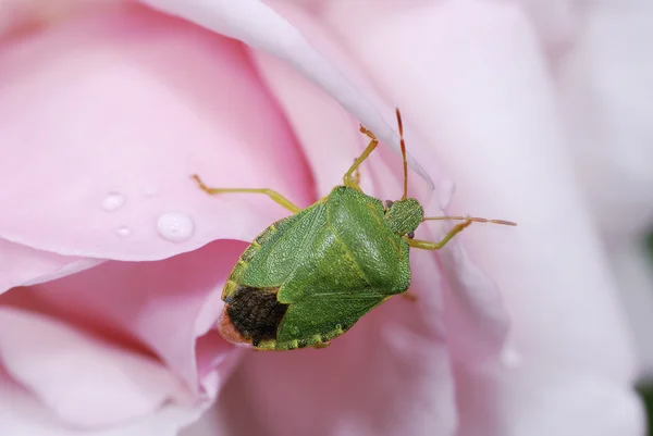 上一朵玫瑰的 bug — 图库照片