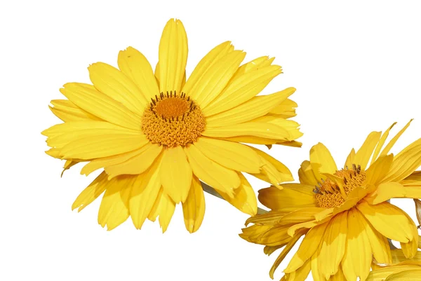 Sarı maruertie çiçek — Stok fotoğraf