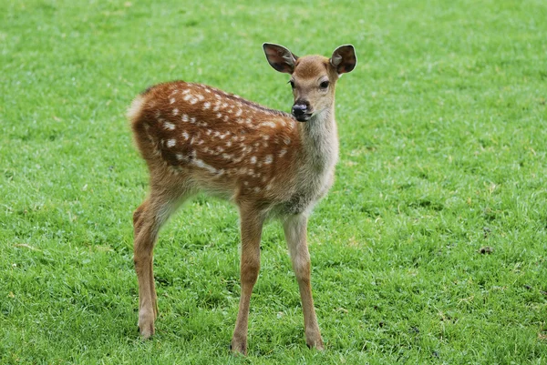 Fawn — Stock Photo, Image