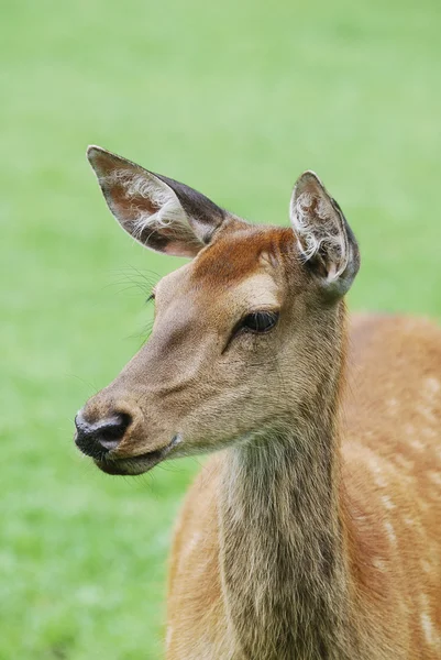 Deer portrait — Stock Photo, Image