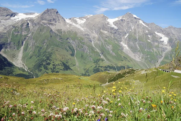 Prairie de fleurs dans les Alpes — Photo