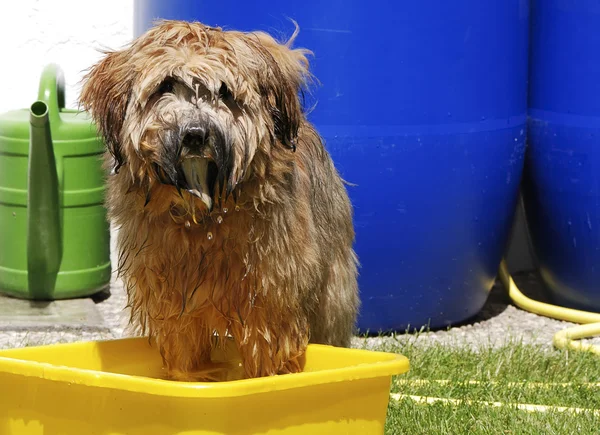 Pies po kąpieli — Zdjęcie stockowe