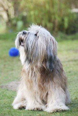 Tibet terrier